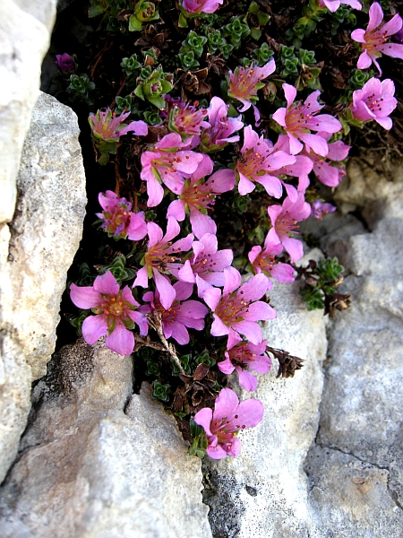 Saxifraga oppositifolia subsp. oppositifolia/ Sassifraga a foglie opposte